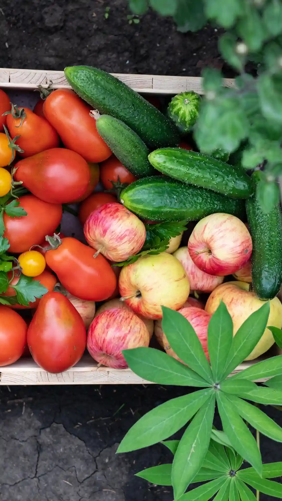 Cinturón Verde Rosario: la agroecología transforma la producción local