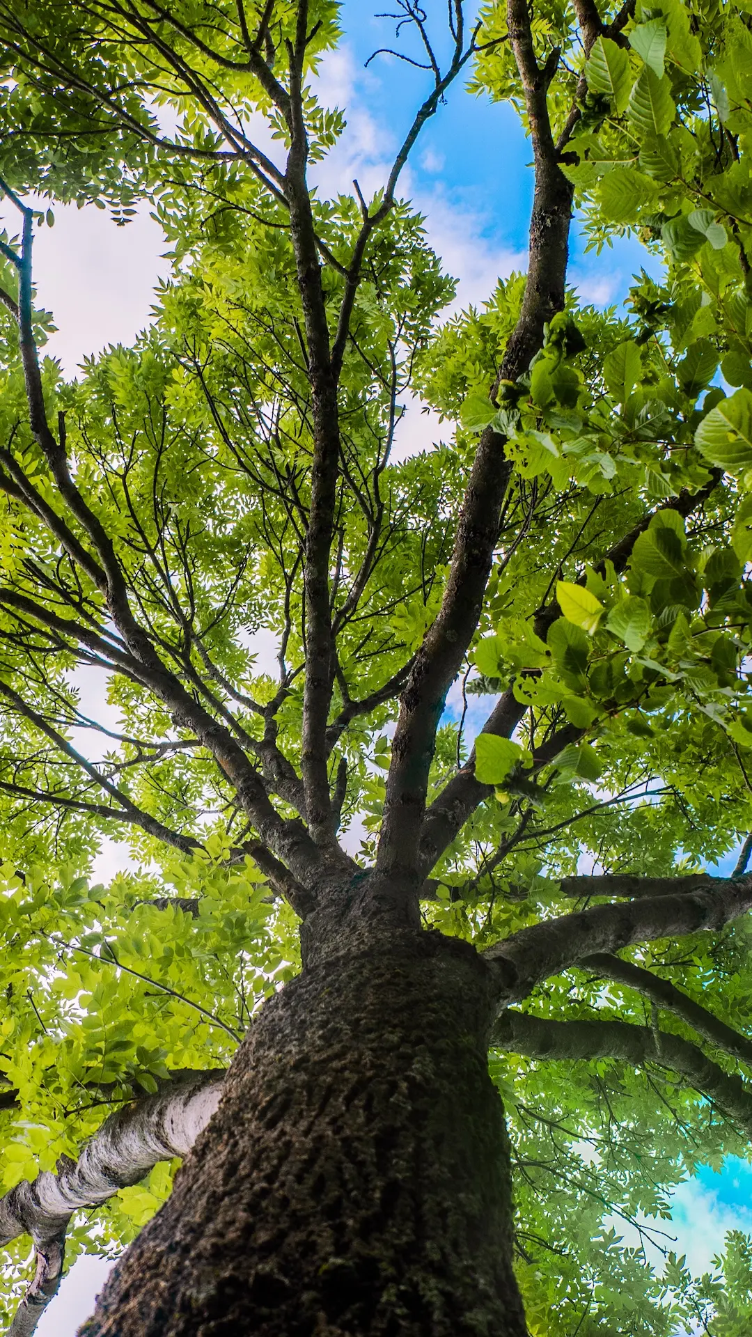 Plan de Forestación Rosario 2025: se plantarán 10 mil árboles