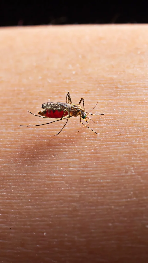 Cayó un 85% el número de casos de dengue en la provincia de Santa Fe
