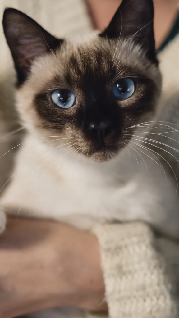 Llega a Rosario la edición 2025 de KittyFeria: la muestra dedicada a los fans de los gatos
