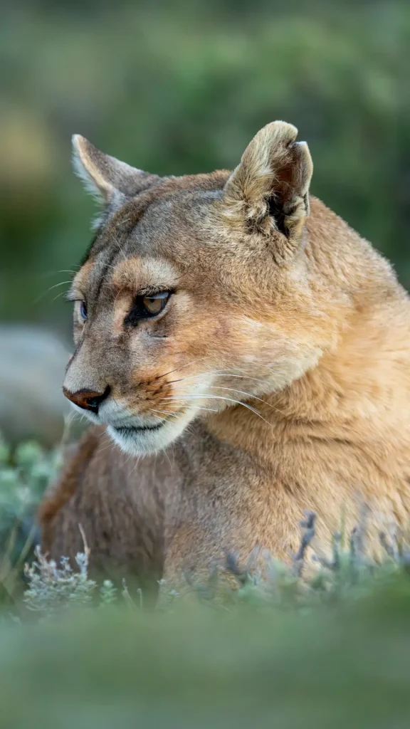 Dónde encontrar fauna autóctona en Argentina: destinos y cuándo viajar