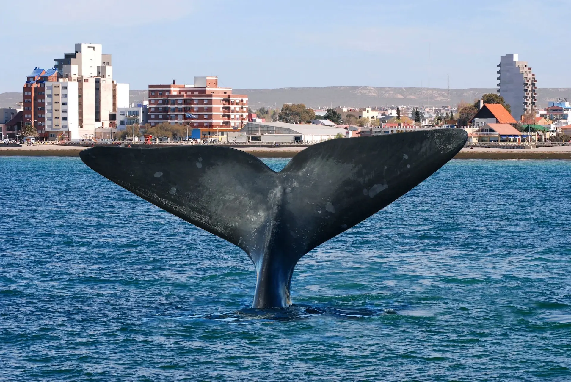 Cuál es la mejor época del año para ver la ballena franca austral