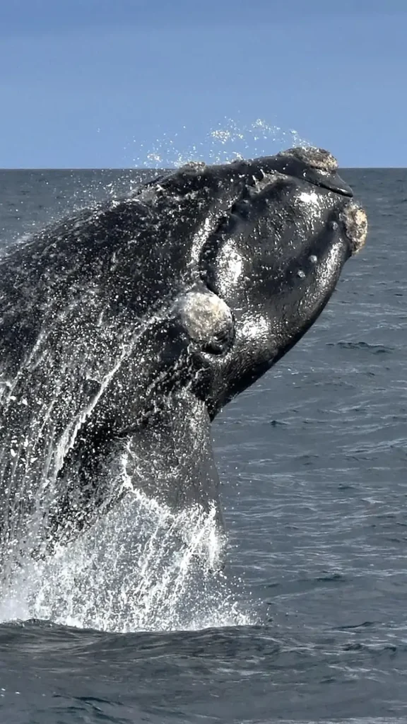 Cuál es la mejor época del año para ver la ballena franca austral
