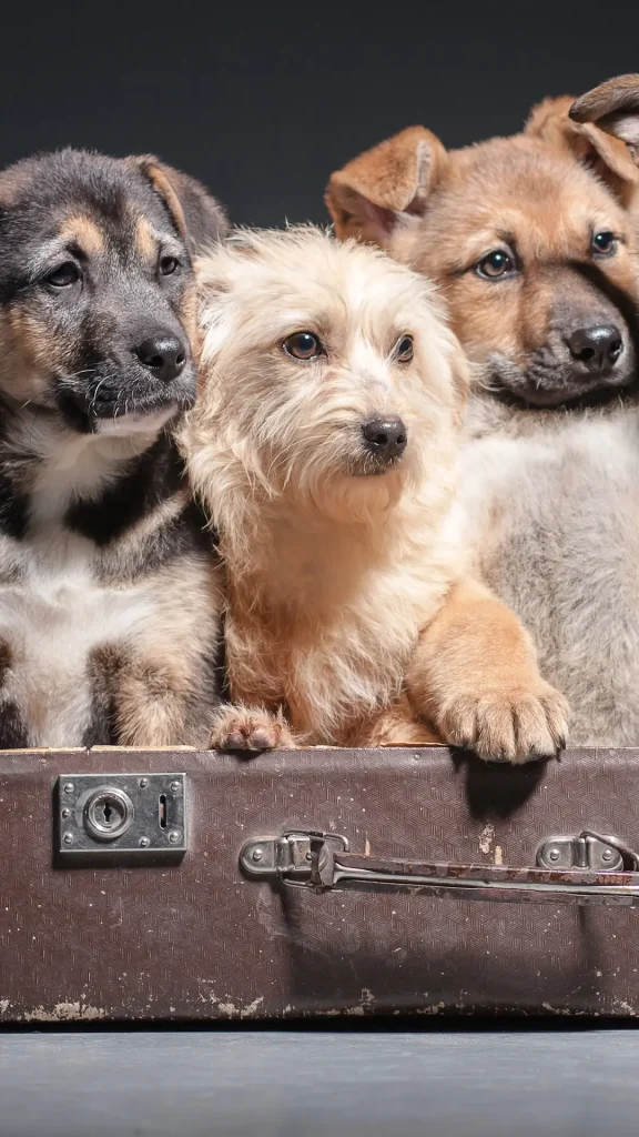 El 21 de julio se celebra el Día Mundial del Perro