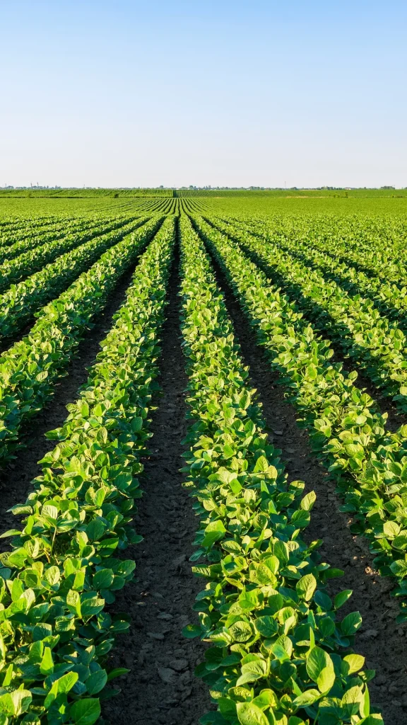 El gobierno anunció una baja en las retenciones al campo: soja, maíz, sorgo y carnes
