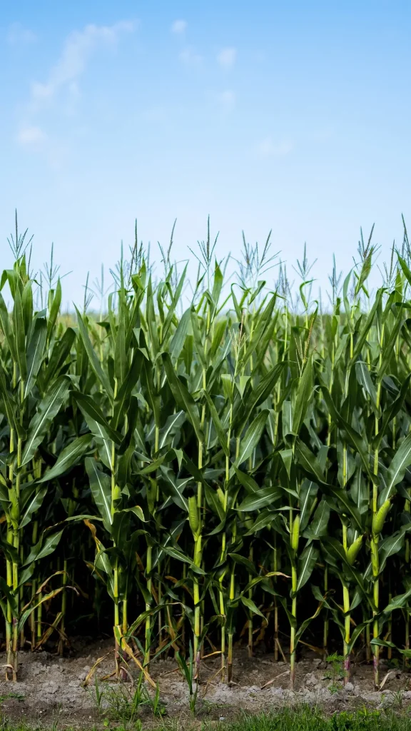 El Gobierno anunció retenciones 0 para el campo. ¿Cómo afecta al dólar y las reservas?