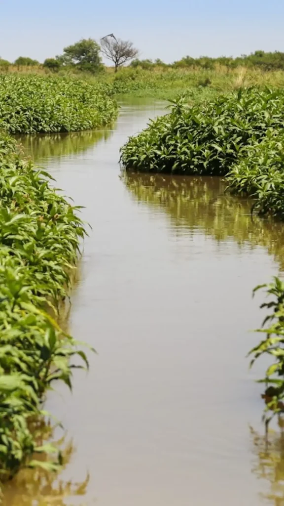 Se podrán recuperar 800 hectáreas de los humedales del Delta del Paraná
