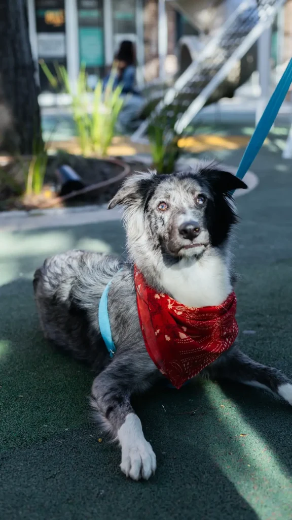 Alto Rosario ya es el primer shopping pet-friendly de la ciudad: razas, reglas y buena conducta