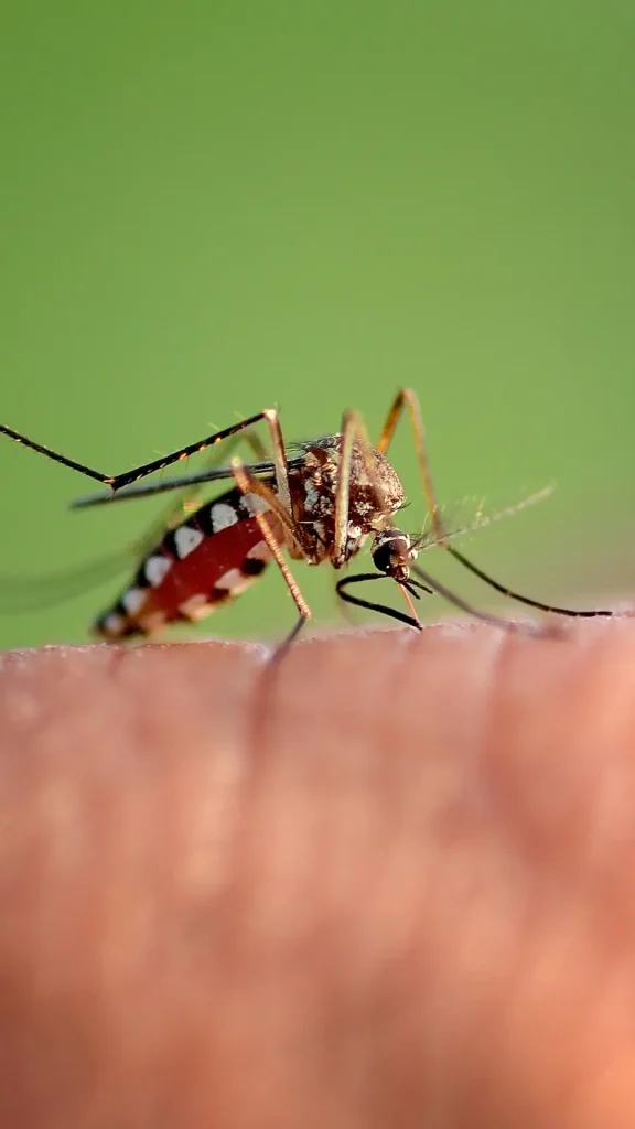 Avanza la vacunación contra el dengue en Santa Fe: