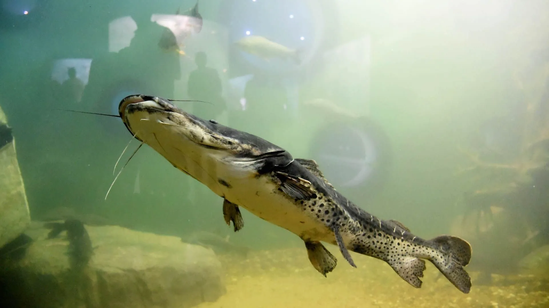 Más de 110 mil personas visitaron el Acuario del Río Paraná en 2025