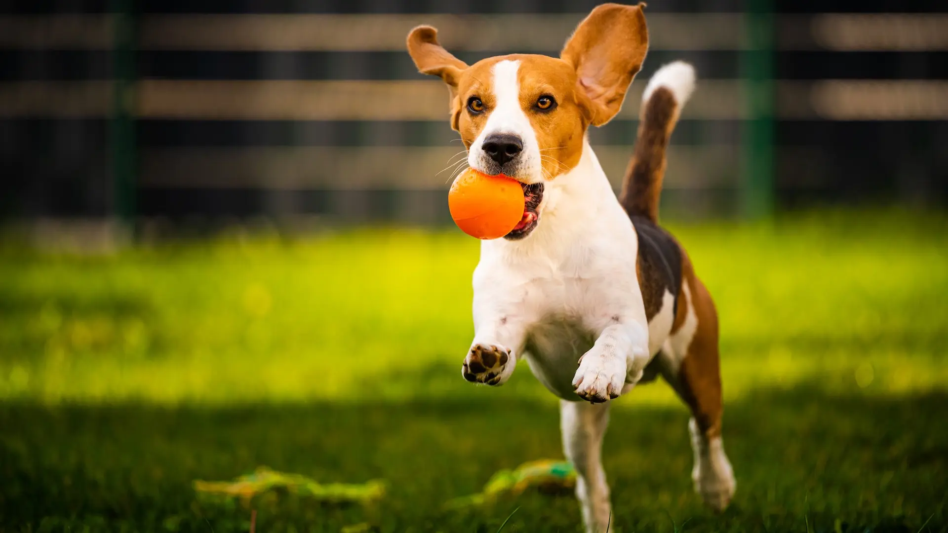 Mascotas, afecto y bienestar: qué dice la ciencia sobre la relación entre humanos, perros y gatos