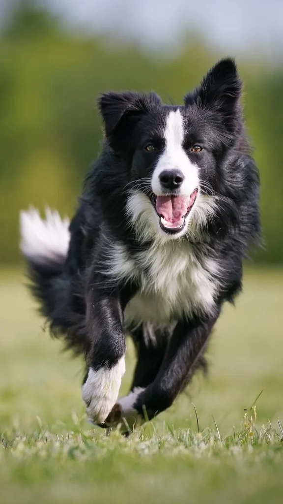 Mascotas, afecto y bienestar: qué dice la ciencia sobre la relación entre humanos, perros y gatos