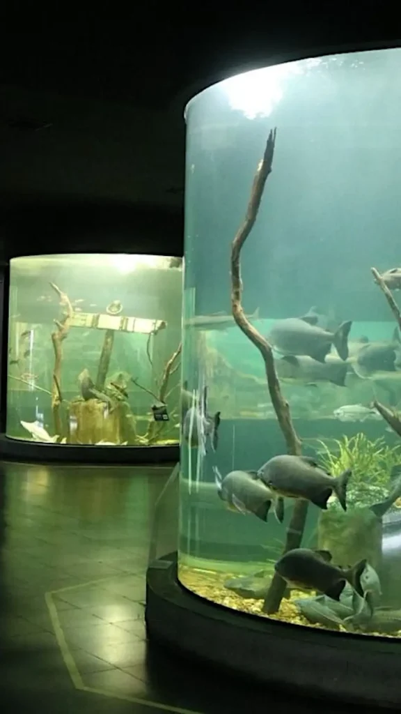 El Acuario de Rosario celebra su octavo aniversario con actividades para todos