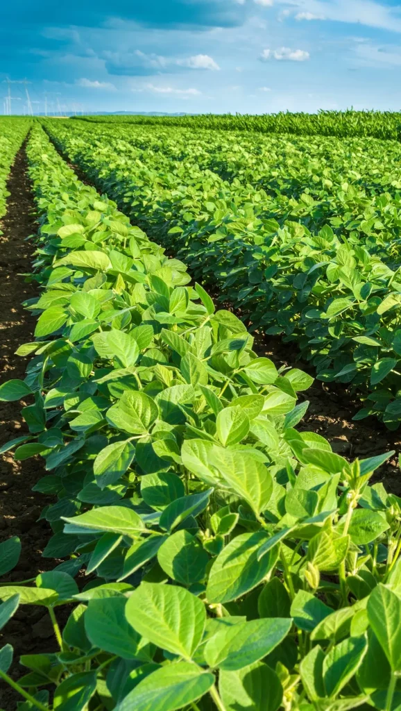 Rosario será sede del Mundial de la Soja en 2027