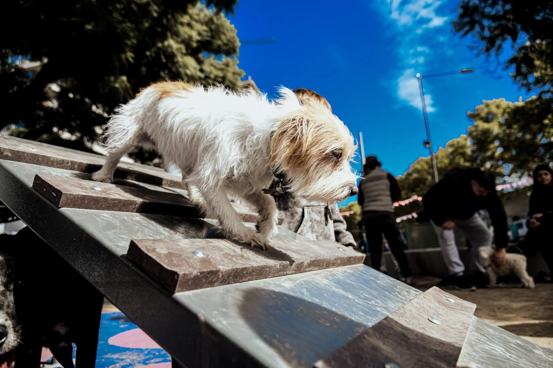 La primera plaza exclusiva para perros en Rosario inauguró en Pichincha