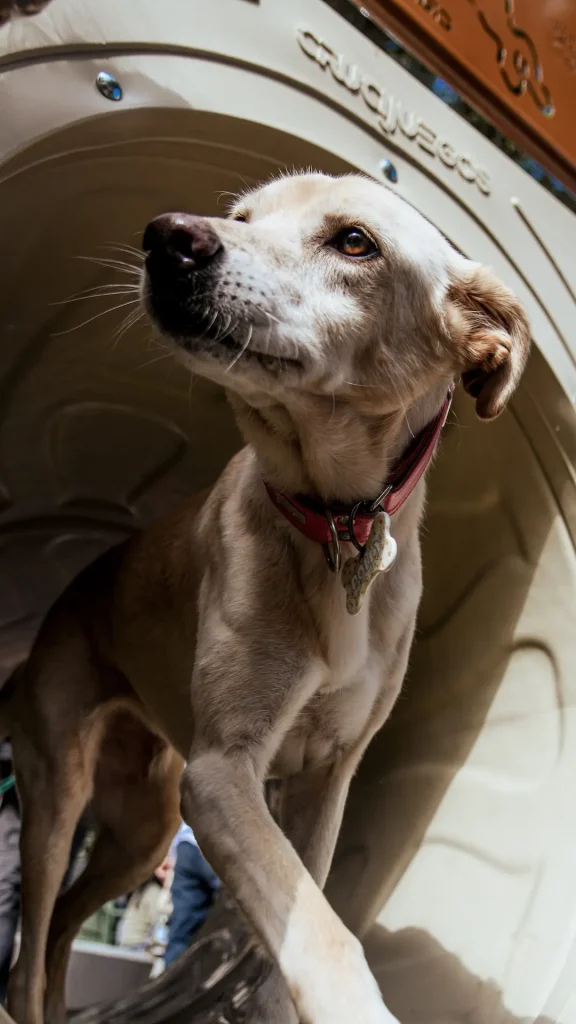 La primera plaza exclusiva para perros en Rosario inauguró en Pichincha