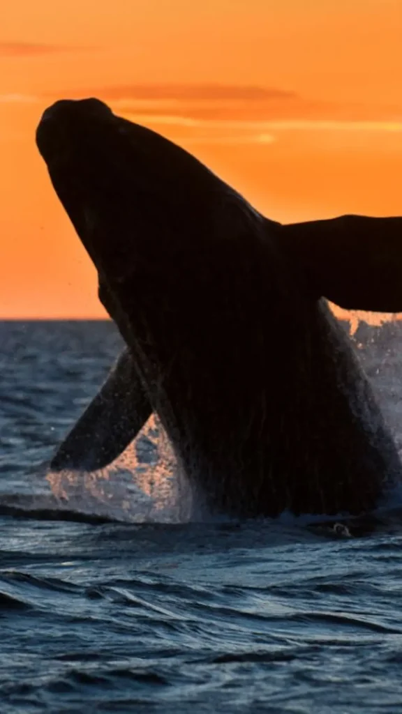 Llegaron las primeras ballenas francas australes a la Patagonia argentina
