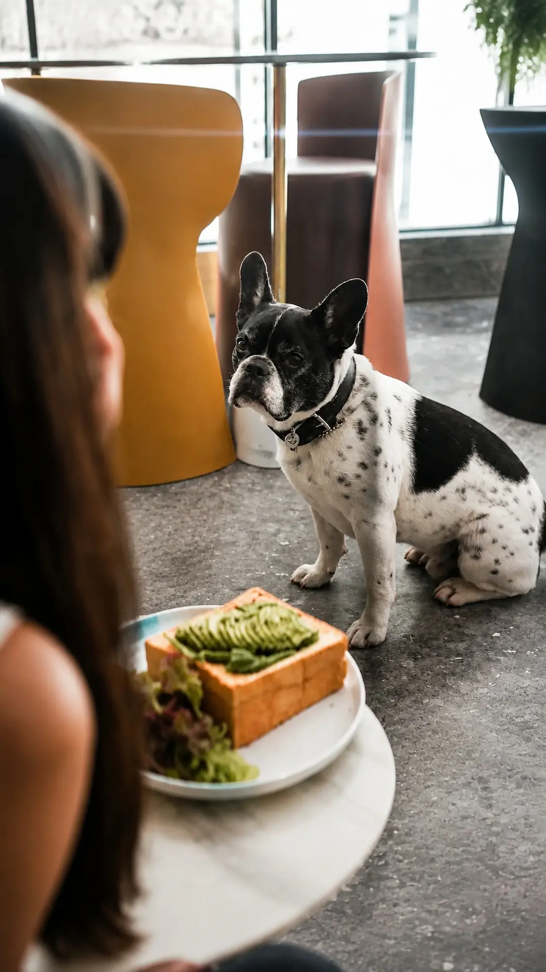 Los mejores bares pet-friendly para visitar en Rosario