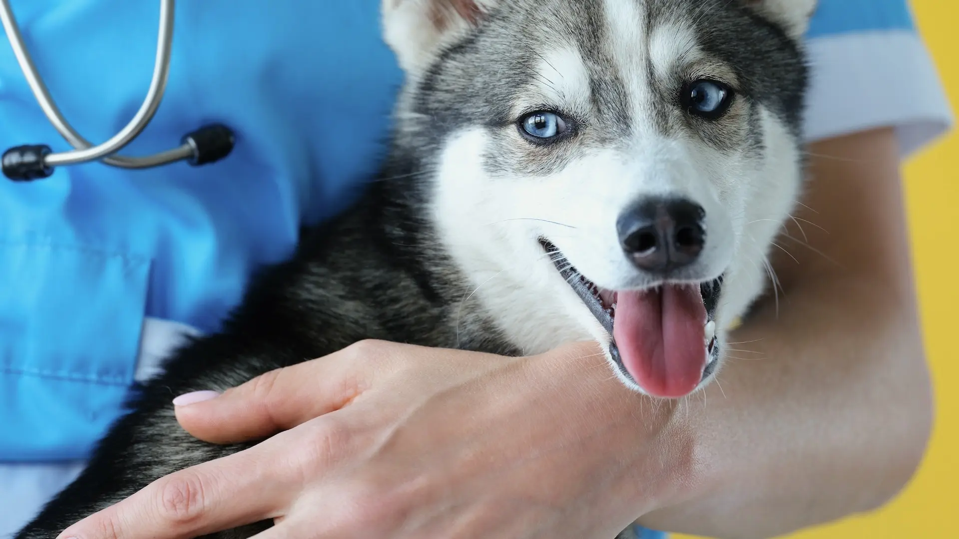 Así será el sanatorio para mascotas de Dr. Cossia en Funes